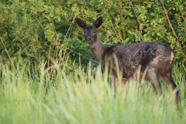 European roe deer (Capreolus capreolus), black doe standing in a meadow, Lower Saxony, Germany