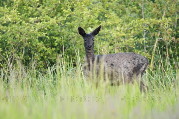 European roe deer (Capreolus capreolus), black doe standing in a meadow, Lower Saxony, Germany