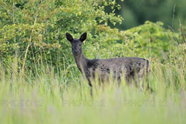 European roe deer (Capreolus capreolus), black doe standing in a meadow, Lower Saxony, Germany