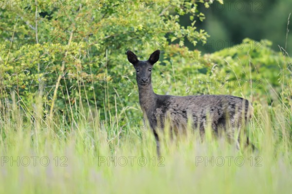 European roe deer (Capreolus capreolus), black doe standing in a meadow, Lower Saxony, Germany