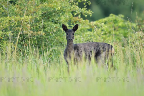 European roe deer (Capreolus capreolus), black doe standing in a meadow, Lower Saxony, Germany