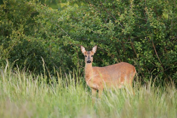 European roe deer (Capreolus capreolus), doe, North Rhine-Westphalia, Germany