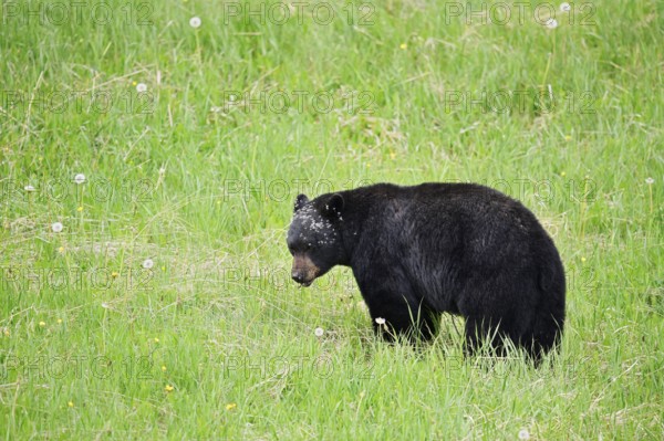 American Black Bear (Ursus americanus), Jasper National Park, Alberta, Canada