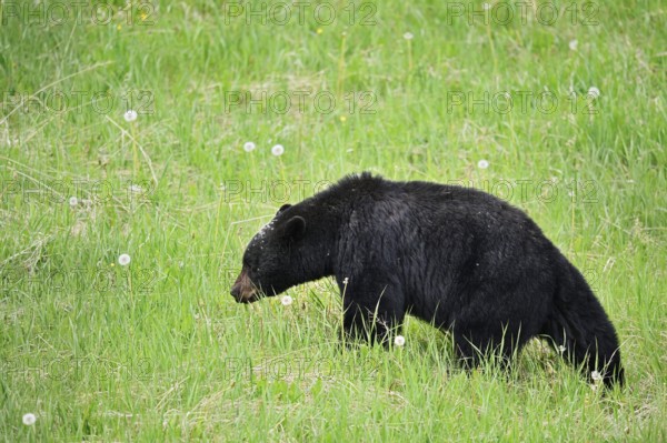 American Black Bear (Ursus americanus), Jasper National Park, Alberta, Canada