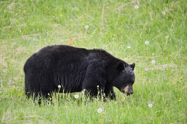 American Black Bear (Ursus americanus) eating plants, Jasper National Park, Alberta, Canada