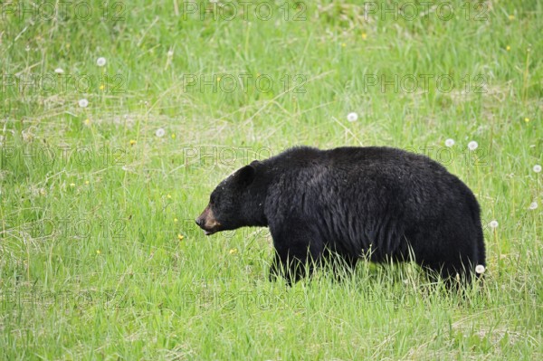 American Black Bear (Ursus americanus) eating plants, Jasper National Park, Alberta, Canada