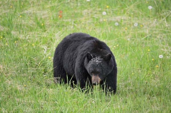 American Black Bear (Ursus americanus) eating plants, Jasper National Park, Alberta, Canada