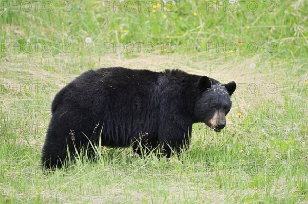 American Black Bear (Ursus americanus), Jasper National Park, Alberta, Canada