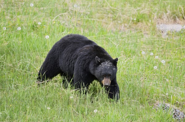 American Black Bear (Ursus americanus), Jasper National Park, Alberta, Canada