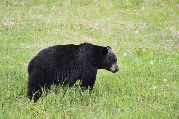 American Black Bear (Ursus americanus) eating plants, Jasper National Park, Alberta, Canada