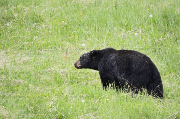 American Black Bear (Ursus americanus), Jasper National Park, Alberta, Canada