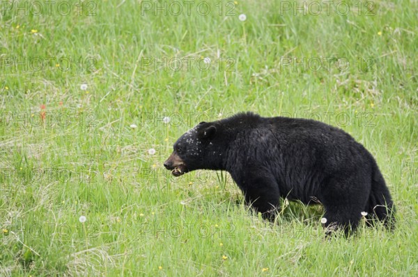 American Black Bear (Ursus americanus) eating plants, Jasper National Park, Alberta, Canada