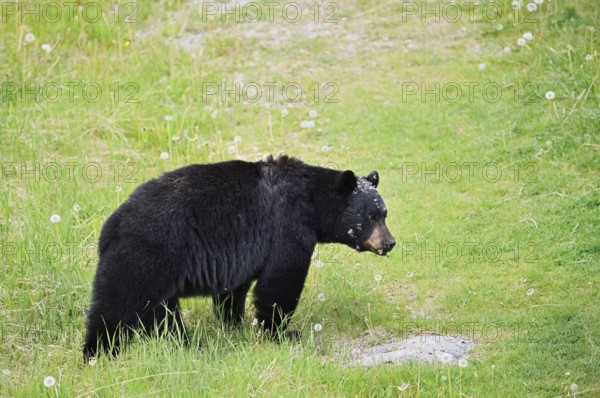 American Black Bear (Ursus americanus), Jasper National Park, Alberta, Canada