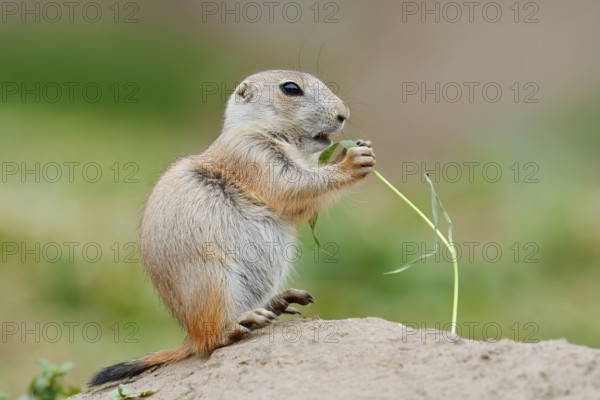Black-tailed prairie dog (Cynomys ludovicianus), young sits on the burrow and eats a blade of grass, captive, occurrence in North America