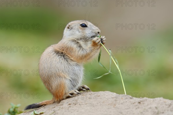 Black-tailed prairie dog (Cynomys ludovicianus), young sits on the burrow and eats a blade of grass, captive, occurrence in North America