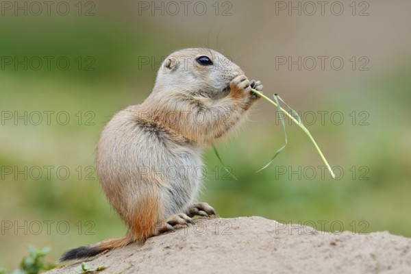 Black-tailed prairie dog (Cynomys ludovicianus), young sits on the burrow and eats a blade of grass, captive, occurrence in North America