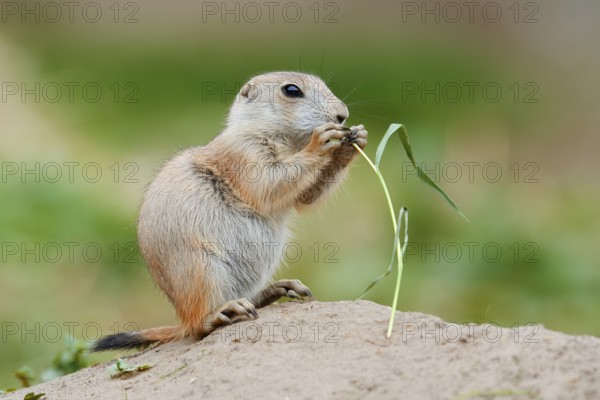 Black-tailed prairie dog (Cynomys ludovicianus), young sits on the burrow and eats a blade of grass, captive, occurrence in North America