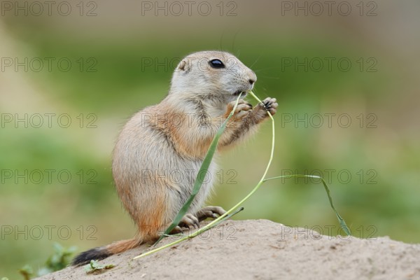 Black-tailed prairie dog (Cynomys ludovicianus), young sits on the burrow and eats a blade of grass, captive, occurrence in North America