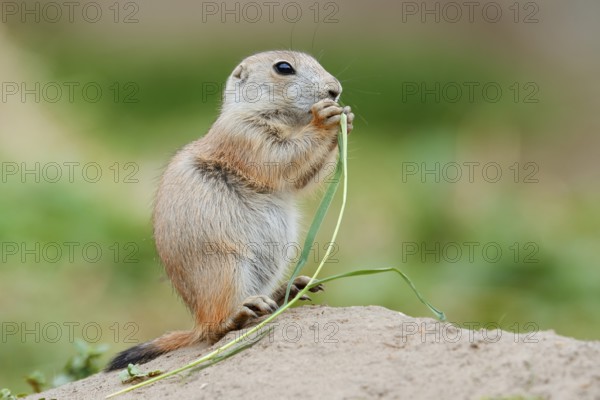 Black-tailed prairie dog (Cynomys ludovicianus), young sits on the burrow and eats a blade of grass, captive, occurrence in North America
