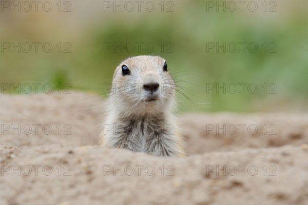 Black-tailed prairie dog (Cynomys ludovicianus), young animal looks out of the den, captive, occurrence in North America