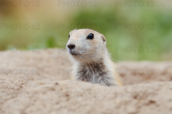 Black-tailed prairie dog (Cynomys ludovicianus), young animal looks out of the den, captive, occurrence in North America