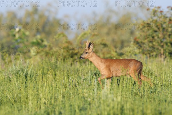 European roe deer (Capreolus capreolus), roebuck in a meadow in spring, North Rhine-Westphalia, Germany
