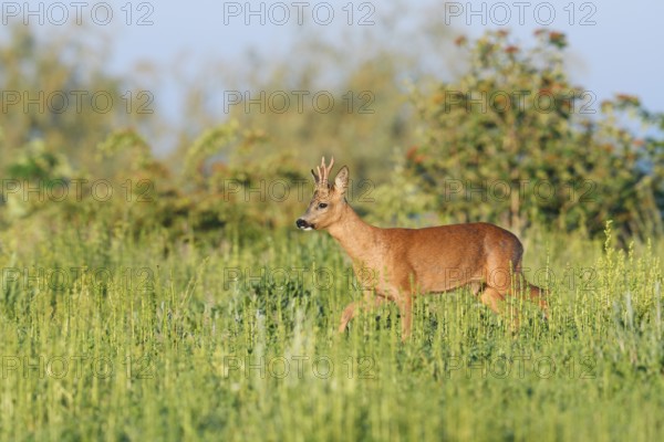 European roe deer (Capreolus capreolus), roebuck in a meadow in spring, North Rhine-Westphalia, Germany