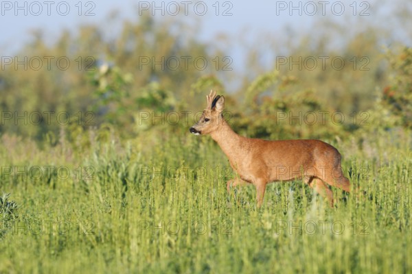European roe deer (Capreolus capreolus), roebuck in a meadow in spring, North Rhine-Westphalia, Germany