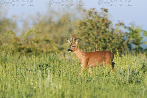 European roe deer (Capreolus capreolus), roebuck in a meadow in spring, North Rhine-Westphalia, Germany