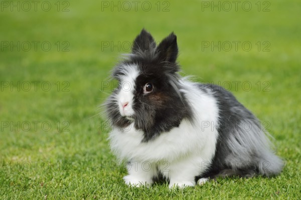 Lionhead rabbit (Oryctolagus cuniculus forma domestica) in a meadow, North Rhine-Westphalia, Germany