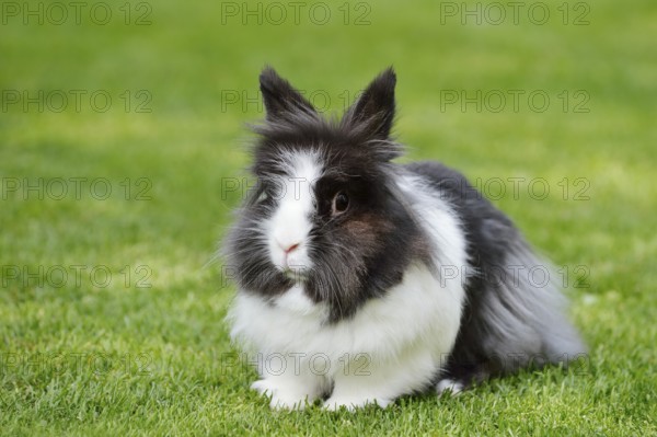 Lionhead rabbit (Oryctolagus cuniculus forma domestica) in a meadow, North Rhine-Westphalia, Germany