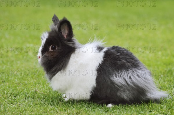 Lionhead rabbit (Oryctolagus cuniculus forma domestica) in a meadow, North Rhine-Westphalia, Germany