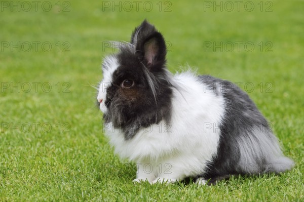 Lionhead rabbit (Oryctolagus cuniculus forma domestica) in a meadow, North Rhine-Westphalia, Germany