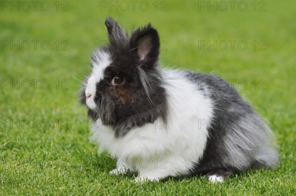 Lionhead rabbit (Oryctolagus cuniculus forma domestica) in a meadow, North Rhine-Westphalia, Germany