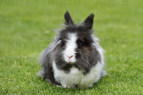 Lionhead rabbit (Oryctolagus cuniculus forma domestica) in a meadow, North Rhine-Westphalia, Germany