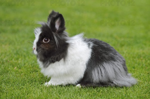 Lionhead rabbit (Oryctolagus cuniculus forma domestica) in a meadow, North Rhine-Westphalia, Germany
