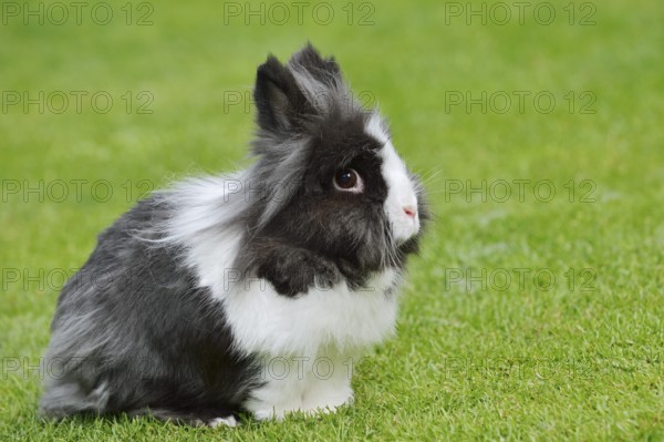 Lionhead rabbit (Oryctolagus cuniculus forma domestica) in a meadow, North Rhine-Westphalia, Germany