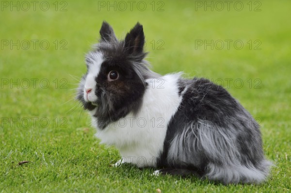 Lionhead rabbit (Oryctolagus cuniculus forma domestica) in a meadow, North Rhine-Westphalia, Germany