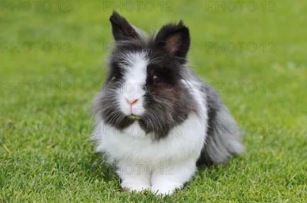 Lionhead rabbit (Oryctolagus cuniculus forma domestica) in a meadow, North Rhine-Westphalia, Germany