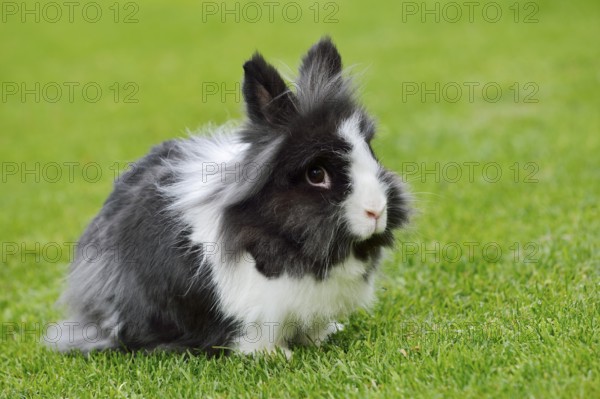 Lionhead rabbit (Oryctolagus cuniculus forma domestica) in a meadow, North Rhine-Westphalia, Germany