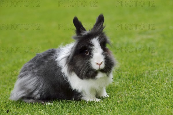 Lionhead rabbit (Oryctolagus cuniculus forma domestica) in a meadow, North Rhine-Westphalia, Germany