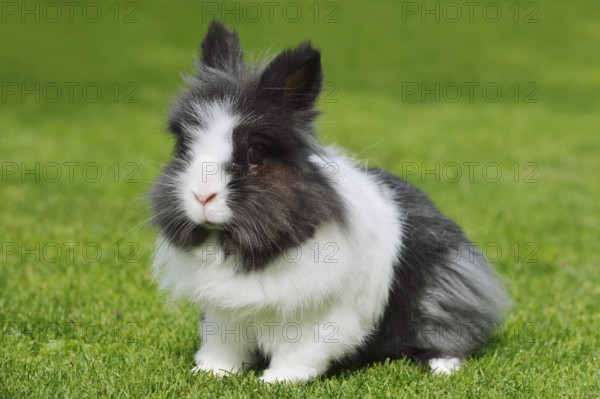 Lionhead rabbit (Oryctolagus cuniculus forma domestica) in a meadow, North Rhine-Westphalia, Germany