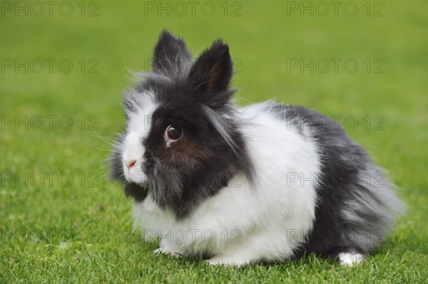 Lionhead rabbit (Oryctolagus cuniculus forma domestica) in a meadow, North Rhine-Westphalia, Germany