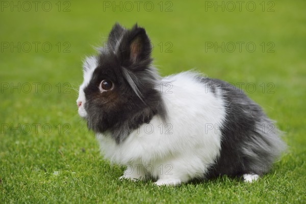 Lionhead rabbit (Oryctolagus cuniculus forma domestica) in a meadow, North Rhine-Westphalia, Germany