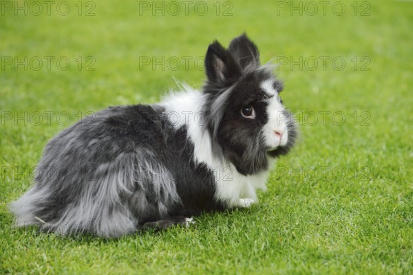 Lionhead rabbit (Oryctolagus cuniculus forma domestica) in a meadow, North Rhine-Westphalia, Germany