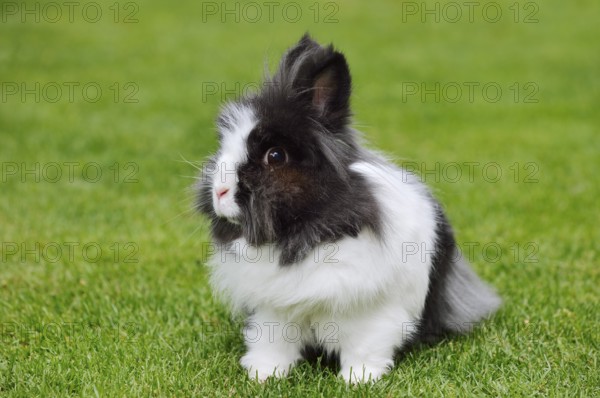 Lionhead rabbit (Oryctolagus cuniculus forma domestica) in a meadow, North Rhine-Westphalia, Germany