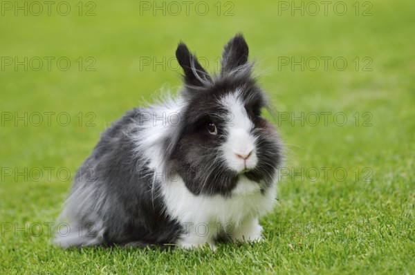 Lionhead rabbit (Oryctolagus cuniculus forma domestica) in a meadow, North Rhine-Westphalia, Germany