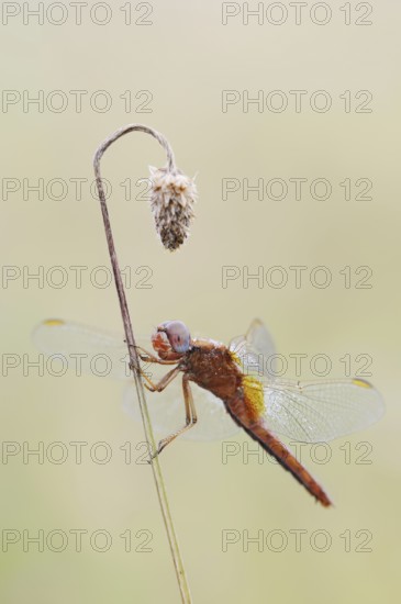 Scarlet Dragonfly (Crocothemis erythraea), male coloured female, North Rhine-Westphalia, Germany