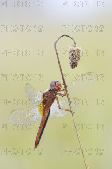 Scarlet Dragonfly (Crocothemis erythraea), male coloured female, North Rhine-Westphalia, Germany