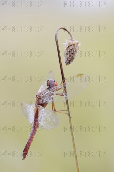 Scarlet Dragonfly (Crocothemis erythraea), male coloured female, North Rhine-Westphalia, Germany